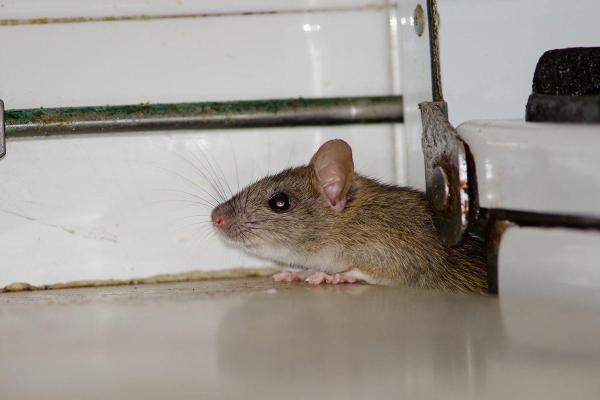 mouse hiding in household appliance