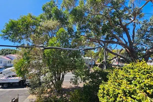 fallen tree on powerline to house