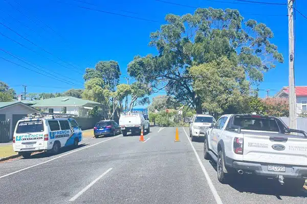 fallen tree on suburban road